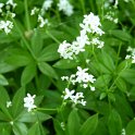 Gallium ,odoratum fleur